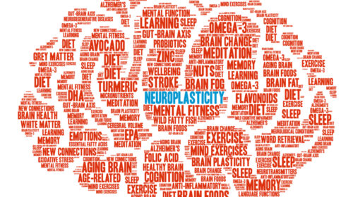 What is Neuroplasticity