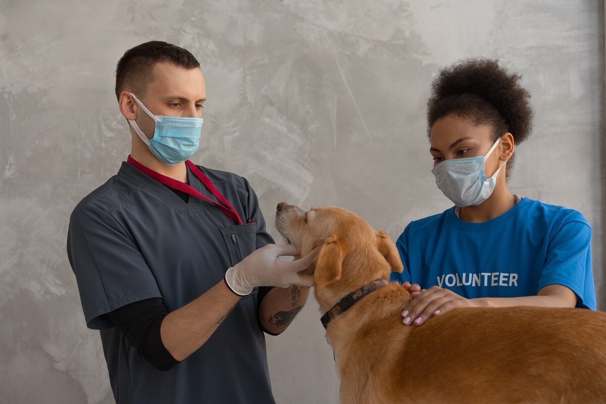What ATAR Is Required For Veterinary Science In Australia? | A Team Tuition